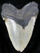 Large Megalodon Tooth - North Carolina #26480-2